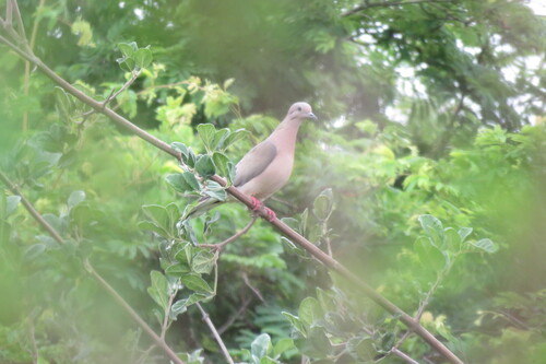 Eared Dove