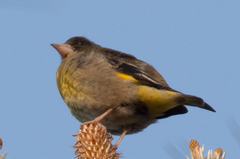 Chloris ambigua