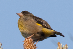 Chloris ambigua