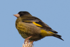 Chloris ambigua