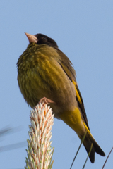 Chloris ambigua