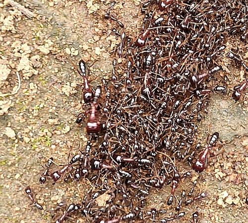Dorylus nigricans molestus