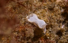 Diaphorodoris