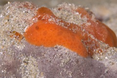 Discodoris paroa