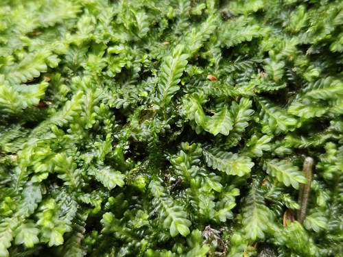 Straggling Pouchwort (Saccogyna viticulosa)