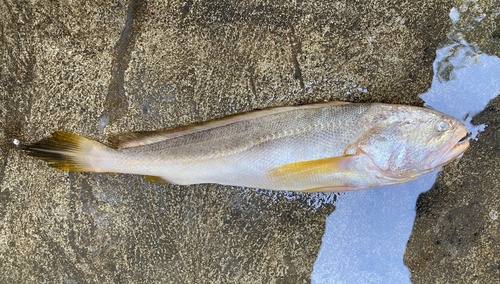 Pama croaker (Otolithoides pama) — Sciaenidae — 2