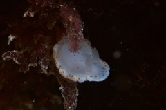 Goniobranchus tasmaniensis