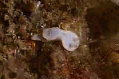 Diaphorodoris