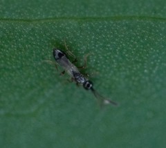 Diapriinae