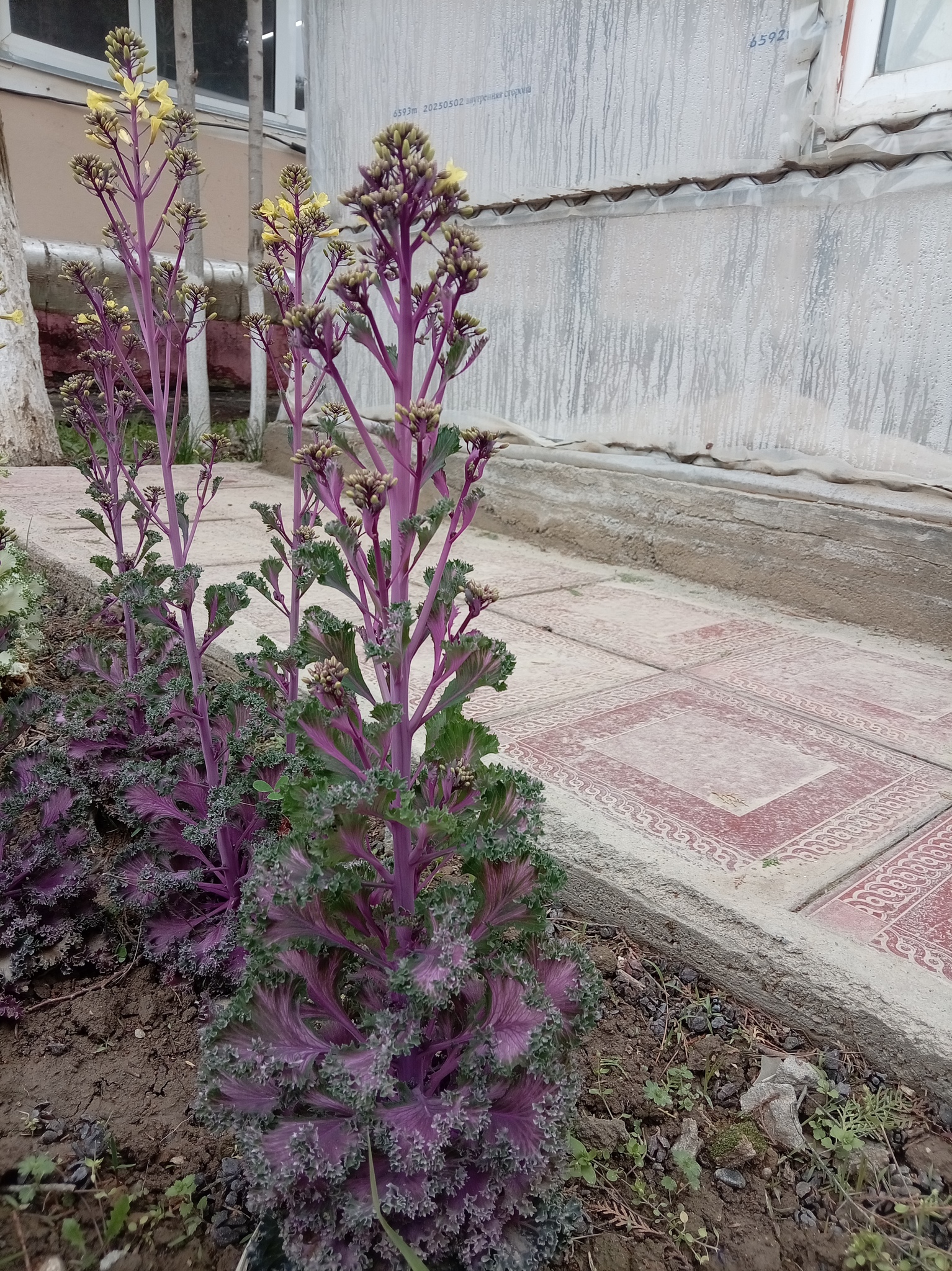 Kale foliage growing outdoors