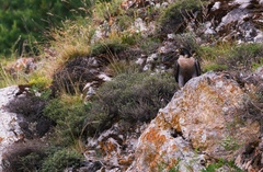 Falco peregrinus