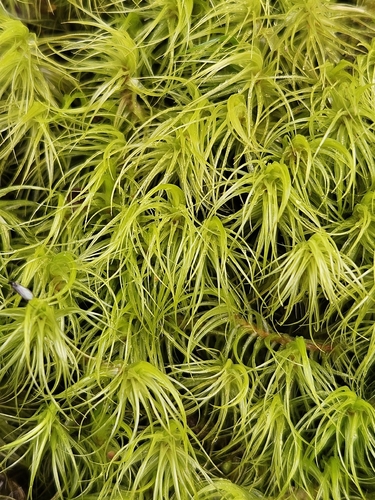 Greater Fork-moss (Dicranum majus)