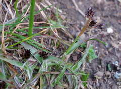 Luzula campestris