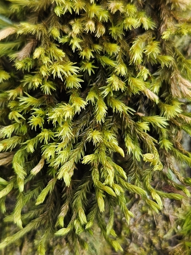 Narrow-leaved Fringe-moss (Racomitrium aquaticum)