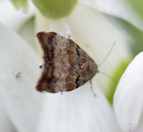 Apple Leaf Skeletonizer Moth photo 5