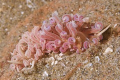 Phyllodesmium serratum