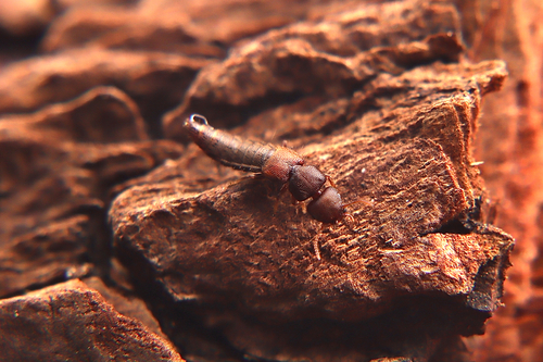 Astenus walkerianus