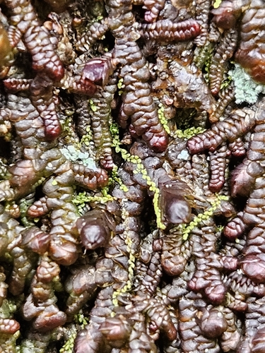 Fairy Beads (Microlejeunea ulicina)