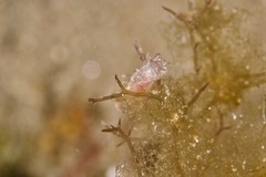 Goniodoris meracula
