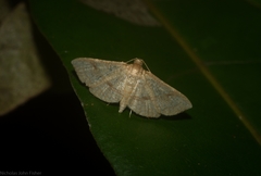 Addaea subtessellata