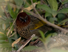 Trochalopteron chrysopterum