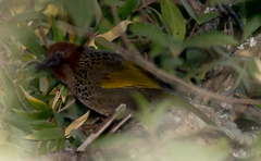 Trochalopteron chrysopterum