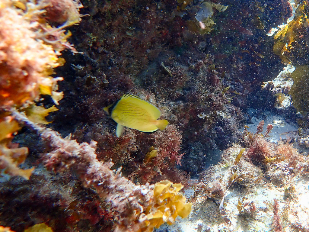 Citron Butterfly