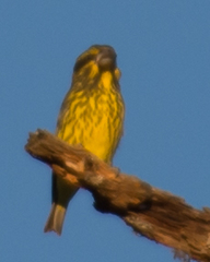 Mycerobas melanozanthos