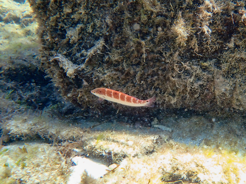 Bluethroat rainbow wrasse (Suezichthys cyanolaemus) — Labridae — 4