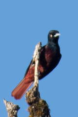 Maroon Oriole photo 3