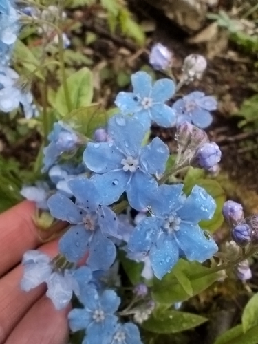 Omphalodes cappadocica, photograph 3
