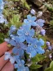 Omphalodes cappadocica, photograph (c) Safina Rezeda, some rights reserved (CC BY)