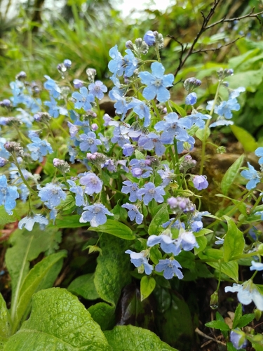 Omphalodes cappadocica, photograph 4