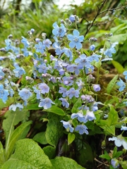 Omphalodes cappadocica, photograph (c) Safina Rezeda, some rights reserved (CC BY)