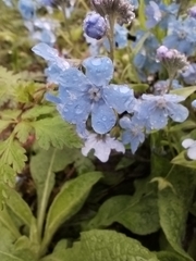 Omphalodes cappadocica, photograph (c) Safina Rezeda, some rights reserved (CC BY)