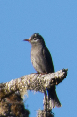 Black Bulbul photo 6