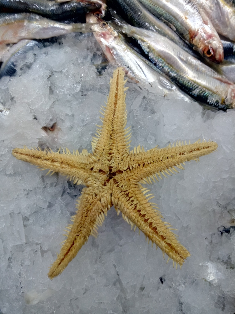 Astropecten orange