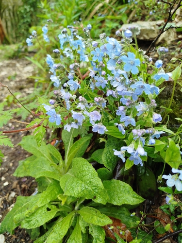 Omphalodes cappadocica, photograph 6