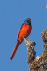 Pericrocotus ethologus