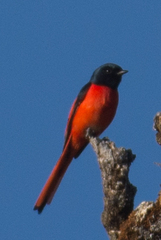 Pericrocotus ethologus