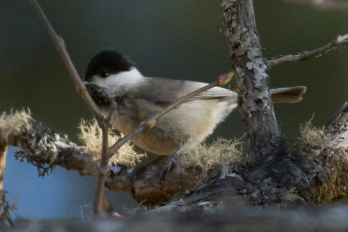 Black-bibbed Tit (Poecile hypermelaenus), photo 4