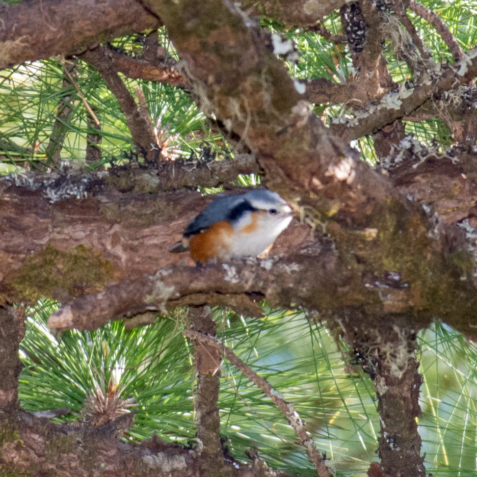 White-browed Nuthatch (Sitta victoriae), photo 2