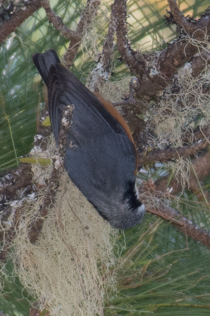 White-browed Nuthatch (Sitta victoriae), photo 4
