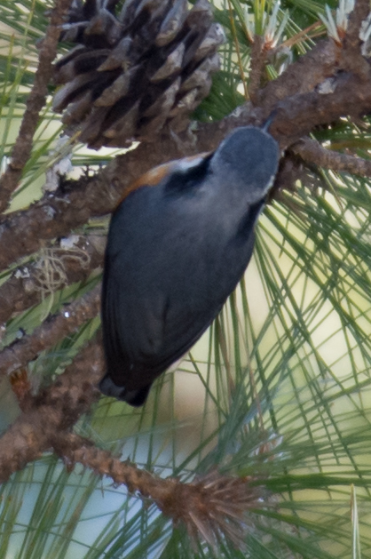 White-browed Nuthatch (Sitta victoriae), photo 5