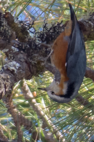 White-browed Nuthatch (Sitta victoriae), photo 1