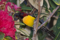 Aethopyga nipalensis