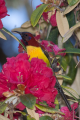 Aethopyga nipalensis