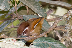 Fulvetta vinipectus