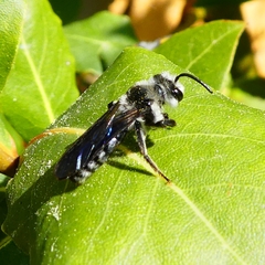Andrena agilissima