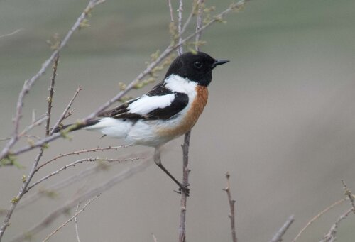 Siberian Stonechat, Бешеное вдхр., Респ. Дагестан, Россия, 368820, photo 8 of 10